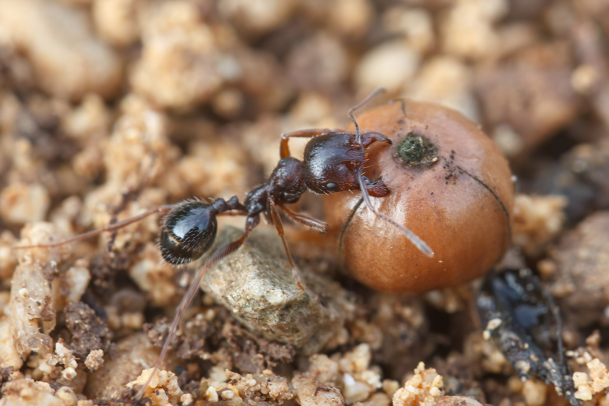 Messor ibericus